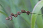 Blunt broom sedge